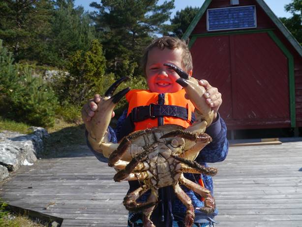 Et bilde som inneholder utendrs, tre, dyr, leddyr

Beskrivelse som er generert med svrt hy visshet