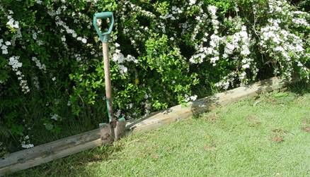 Et bilde som inneholder tre, gress, utendørs
Beskrivelse som er generert med svært høy visshet