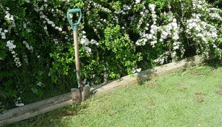 Et bilde som inneholder tre, gress, utendørs
Beskrivelse som er generert med svært høy visshet