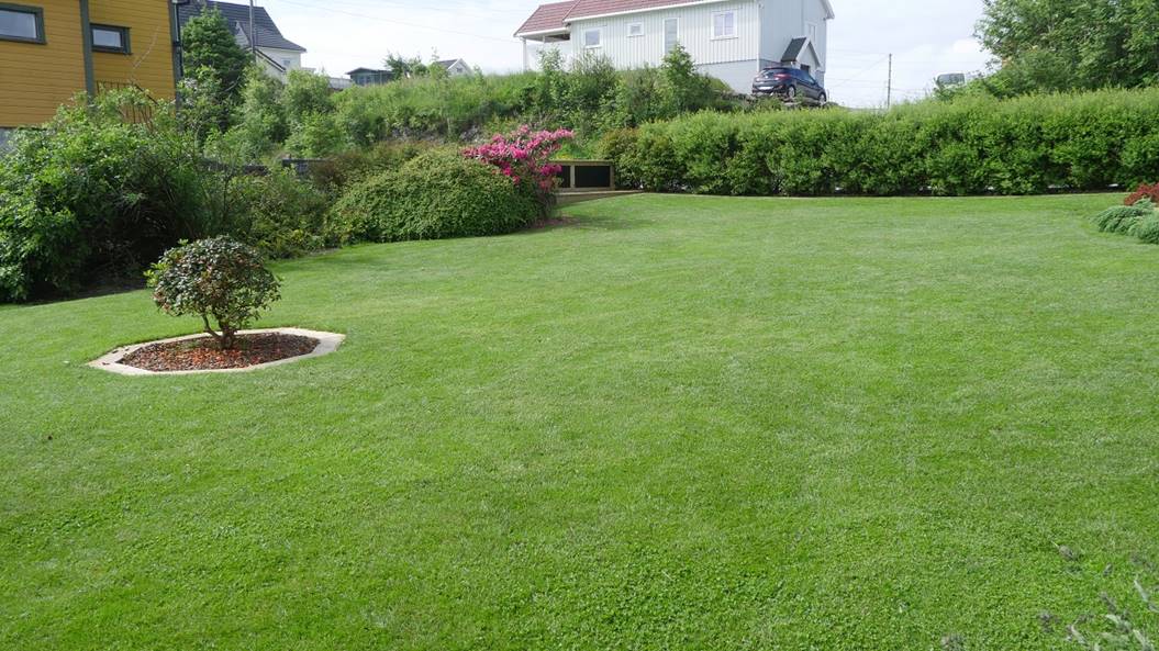 Et bilde som inneholder gress, utendrs, tre, himmel

Beskrivelse som er generert med svrt hy visshet